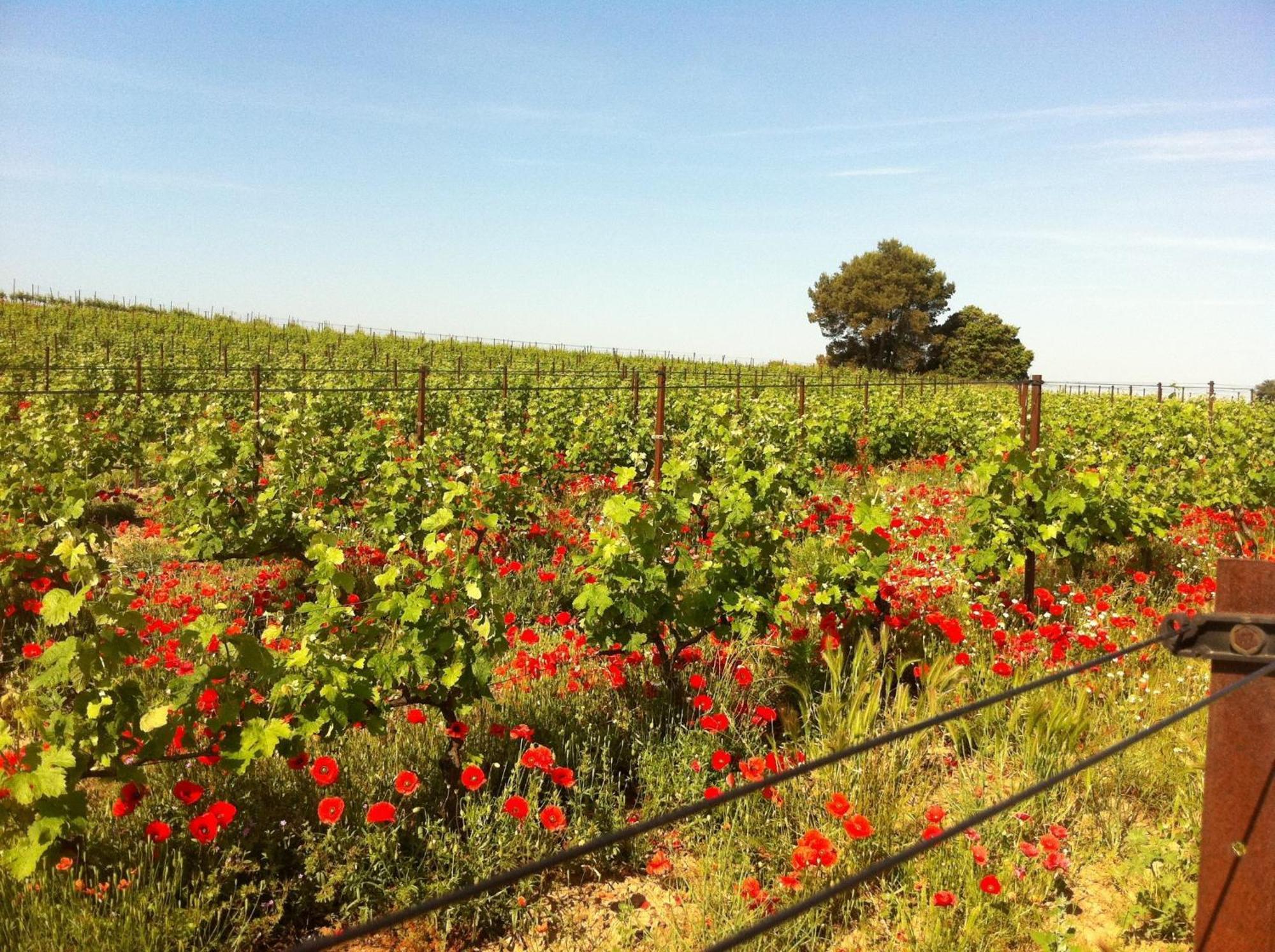 Maison De Margot Peyriac-Minervois Dış mekan fotoğraf
